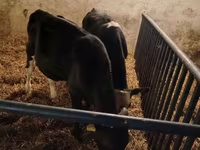 Bulle, Russian Black pied cattle — Foto 6