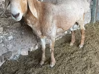 Ovan, Arashan sheep — fotografija 7