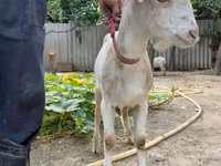 Коза, Saanen goat — снимка 3