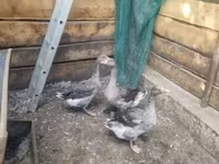 Geese — ảnh 1