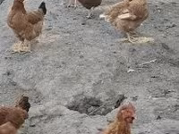 դանիական հավ — լուսանկար 7