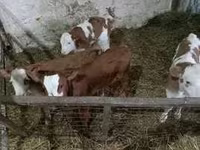 Lembu ternakan (lot, jantina tidak dinyatakan), Cattle — foto 3