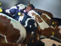 گاو نر, Simmental cattle — عکس 2