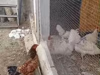 Chickens — zdjęcie 2