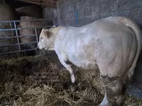 ወንድ በሬ, Charolais cattle — ፎቶ 2