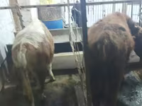 Lembu jantan, Cattle — foto 4
