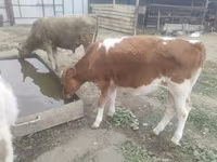 Vaca, Simmental cattle — foto 3
