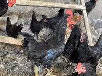 Australorp — foto 6