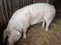 Cinghiale — foto 5