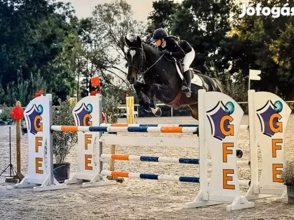 Айғыр, Belgian warmblood horse