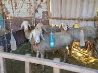 Beran, Arashan sheep — foto 5