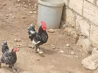 Chickens — عکس 2
