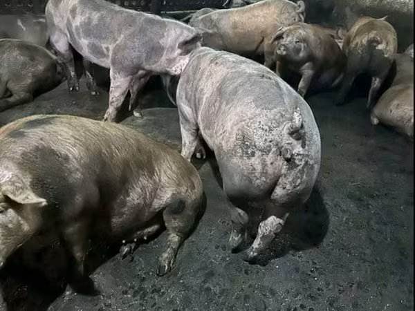 Sow, Pigs — Moldova