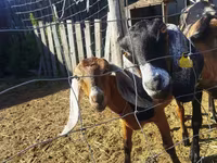 Koza, Nubian Goat — zdjęcie 3