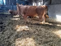 Ko, Limousin-ko. — foto 7