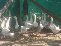 Geese — fotografija 2