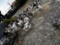 Chickens — foto 6