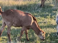 Țap, Capre — foto 2