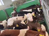 Lembu jantan, Simmental cattle — foto 2