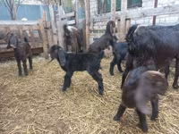 Capra, Damask goat — foto 4
