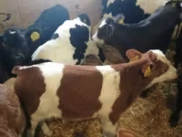 Tyre, Simmental cattle — foto 4