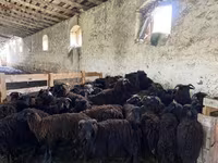 Pecora, Pecore — foto 1