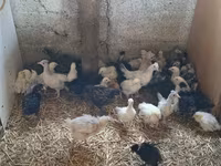 Chickens — foto 1