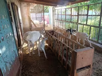 Ziege, Saanen goat — Foto 1