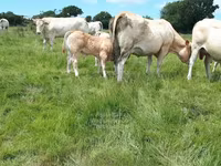 雄牛, Blonde d’Aquitane cattle — 写真 4