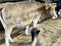 Krava, Simmental cattle — foto 1