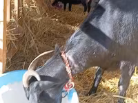Koza, Saanen goat — foto 1