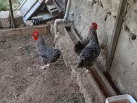 Galinha eslovena barrada — foto 1
