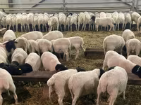 Bélier, Dorper sheep — photo 8