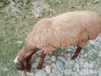 گوسفند (گروه، جنسیت مشخص نشده), Arashan sheep — عکس 1