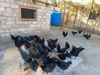 Australorp — zdjęcie 4