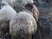 Beran, Blackheaded Persian sheep — foto 3