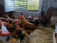 Chickens — photo 3