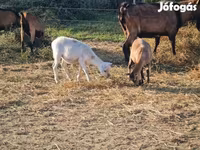 Խոյ, Cameroon sheep — լուսանկար 2