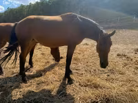Cavalla, Nonius horse — foto 5