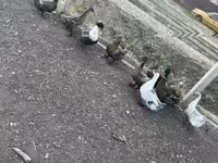 Ducks — photo 1
