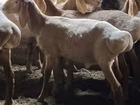 Beran, Arashan sheep — foto 3