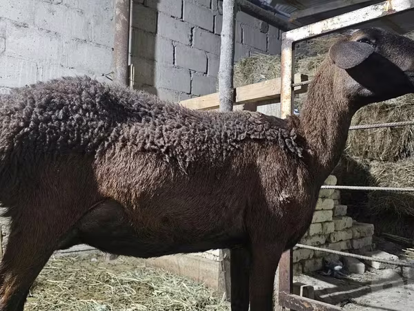 Ոչխար, Hissar sheep