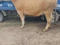 Mucca, Bovini — foto 3