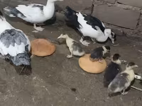 Ducks — الصورة 2