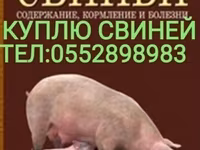 Babi betina, Pigs — foto 8