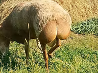 Montone, Arashan sheep — foto 1