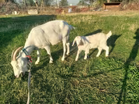 بز ماده, Saanen goat — عکس 5