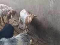 Kambing betina, Goats — foto 8