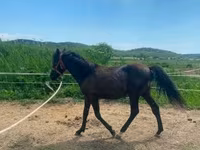 Hingst, Hucul pony — foto 4