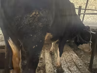 Bulle, Holstein-Rasse — Foto 1